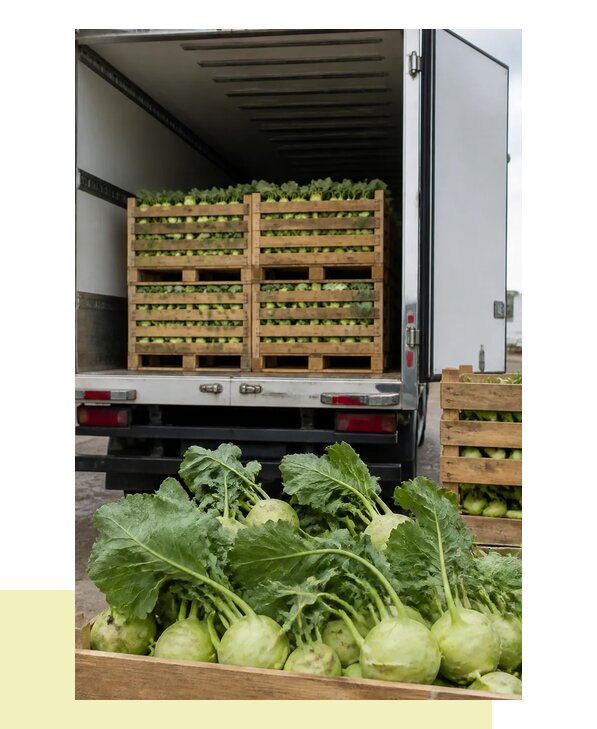 Перевозка кольраби в Тулун с гарантией сохранности груза